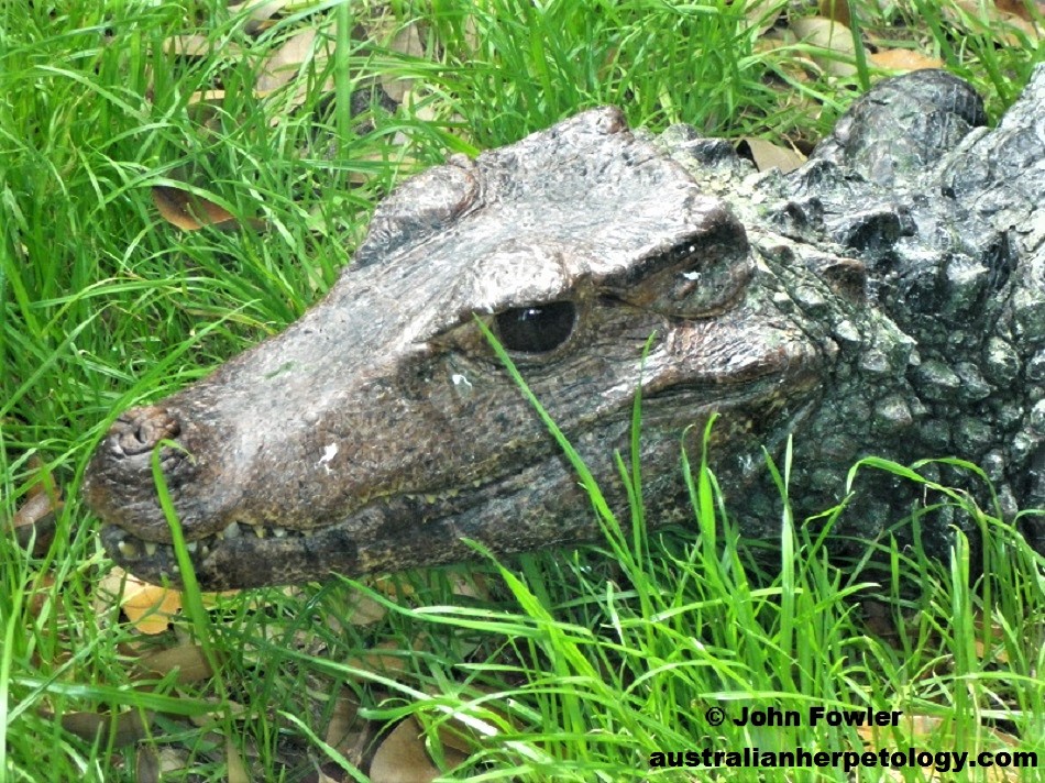 Cuvier's Dwarf Caiman
